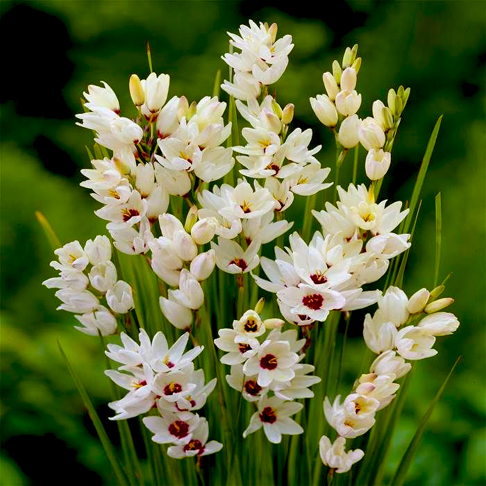 Превью изображения