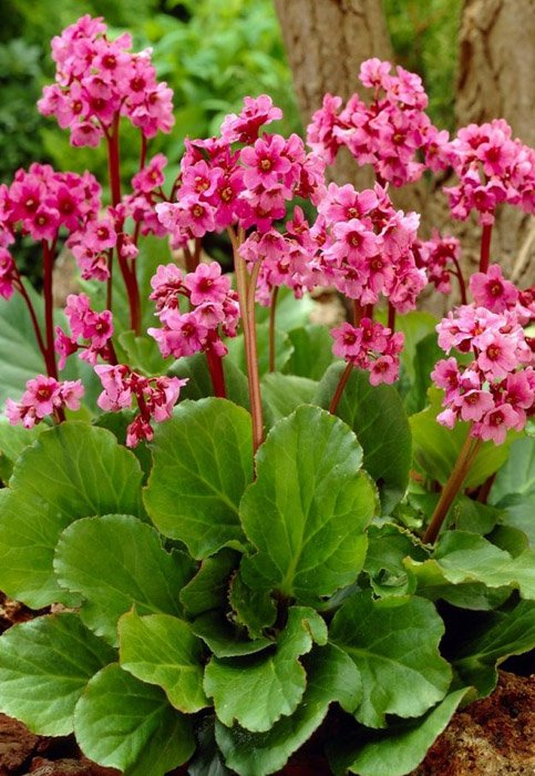 Превью изображения