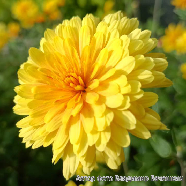 Превью изображения