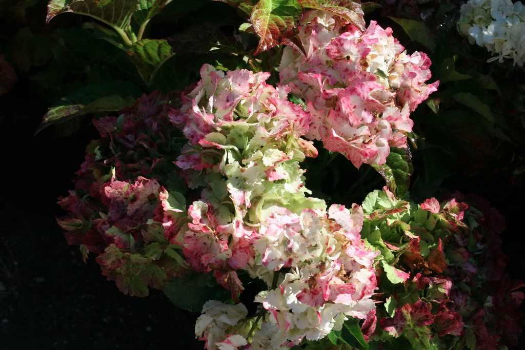 Превью изображения