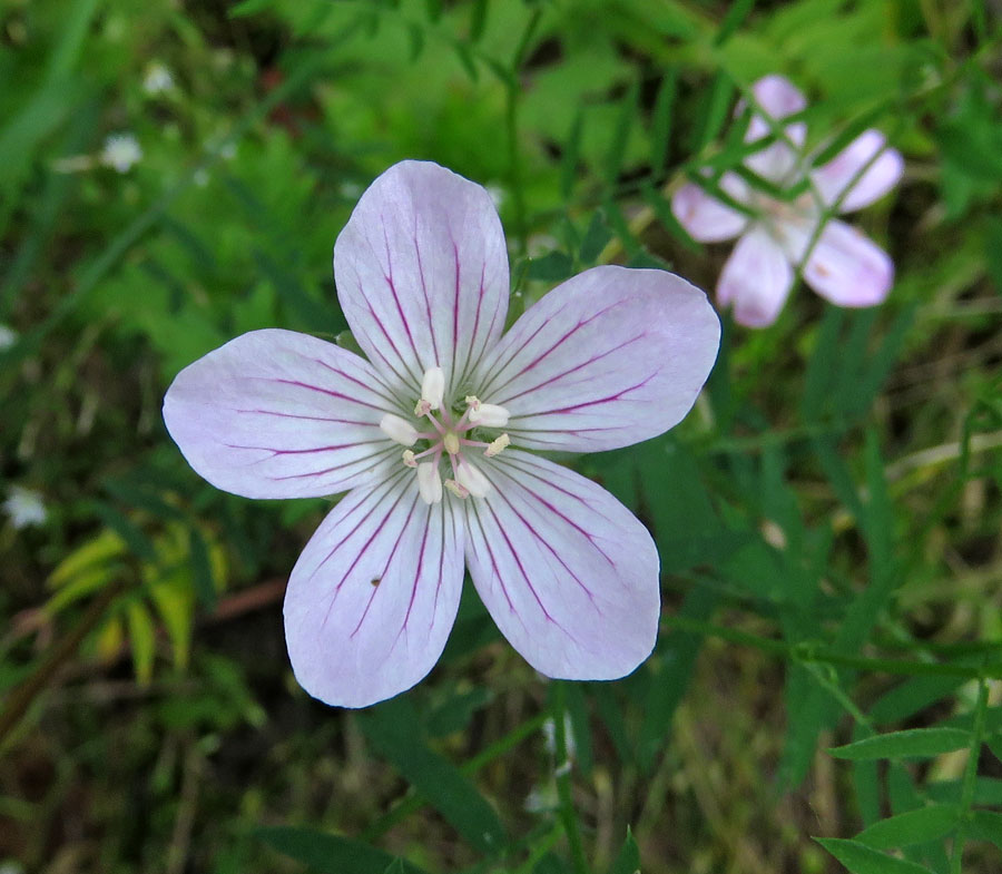 Превью изображения