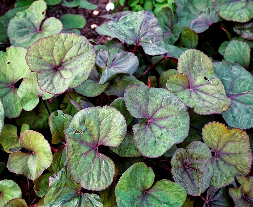 Превью изображения