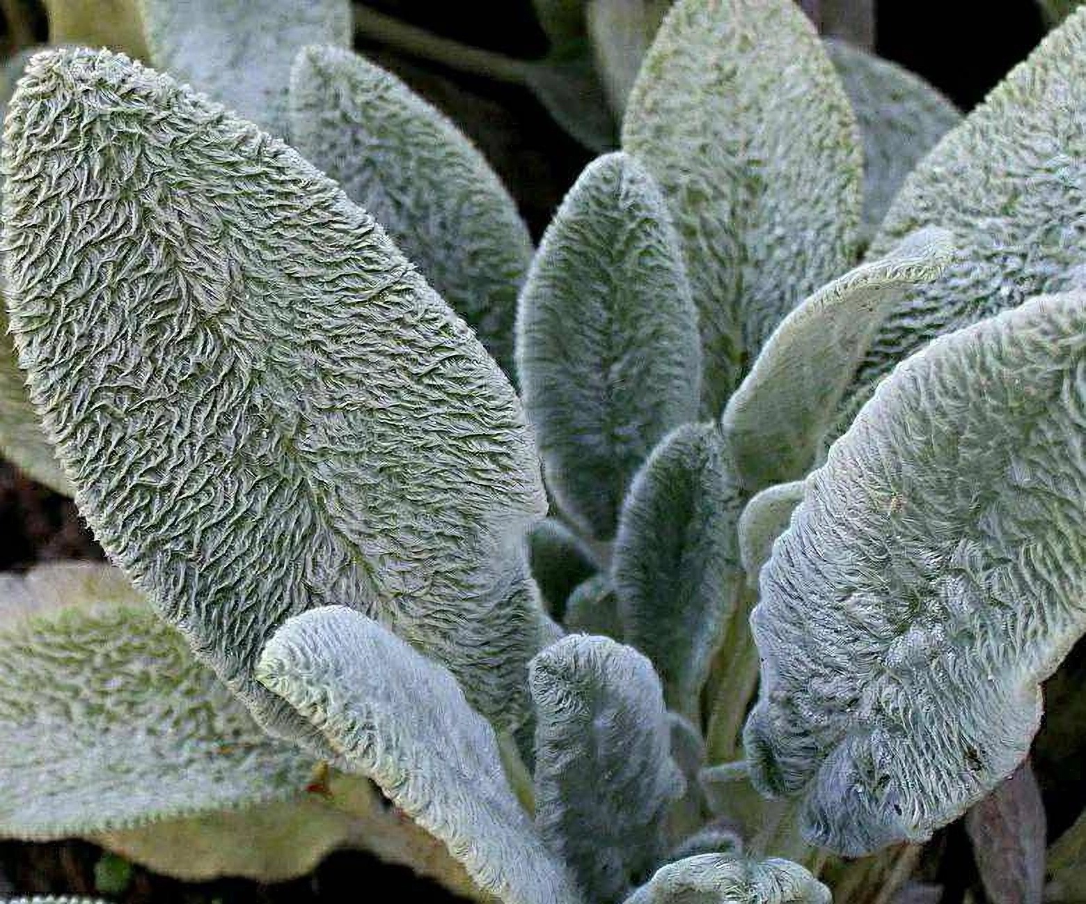 Превью изображения