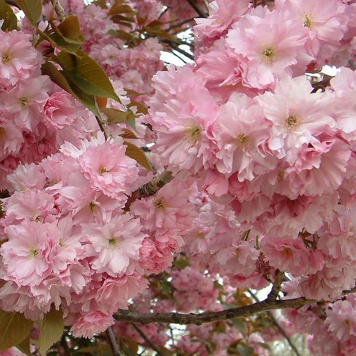 Превью изображения