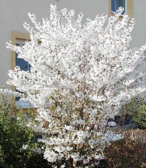 Превью изображения