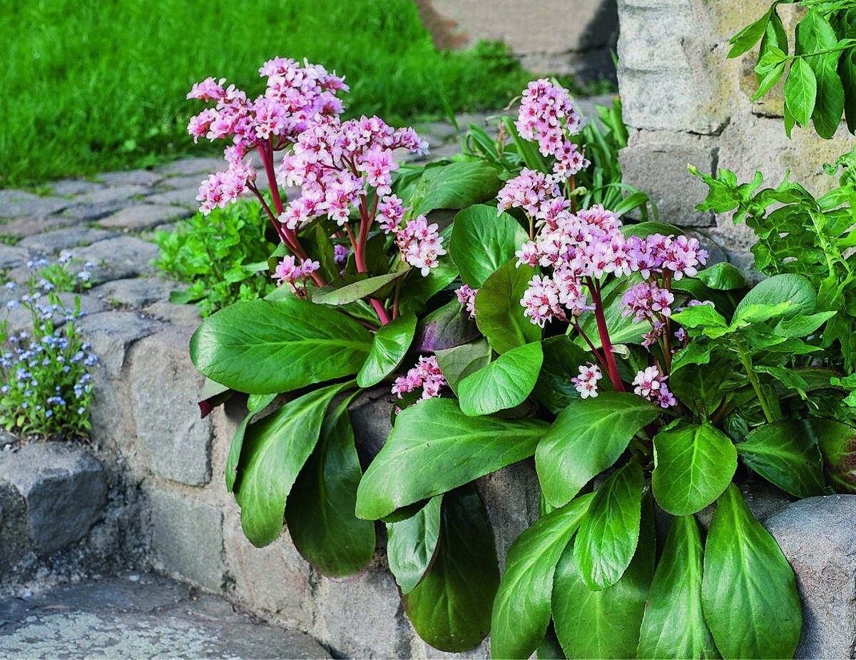 Превью изображения