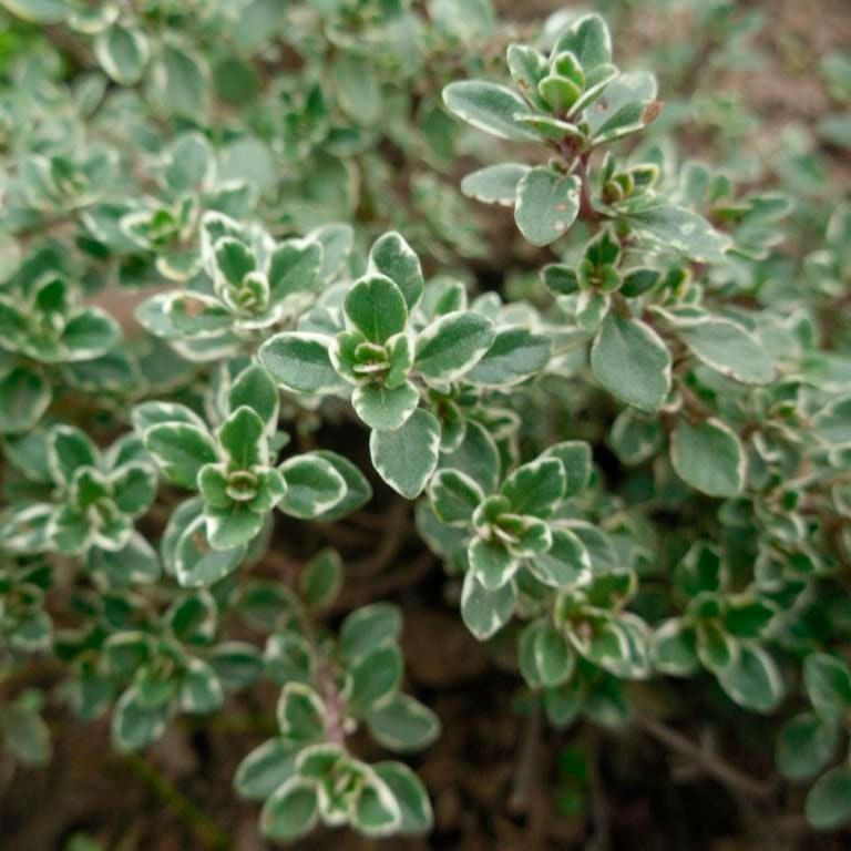 Превью изображения