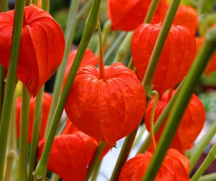 Превью изображения