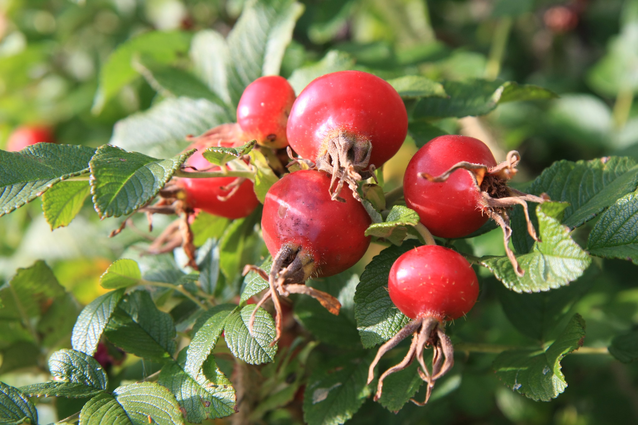 Превью изображения