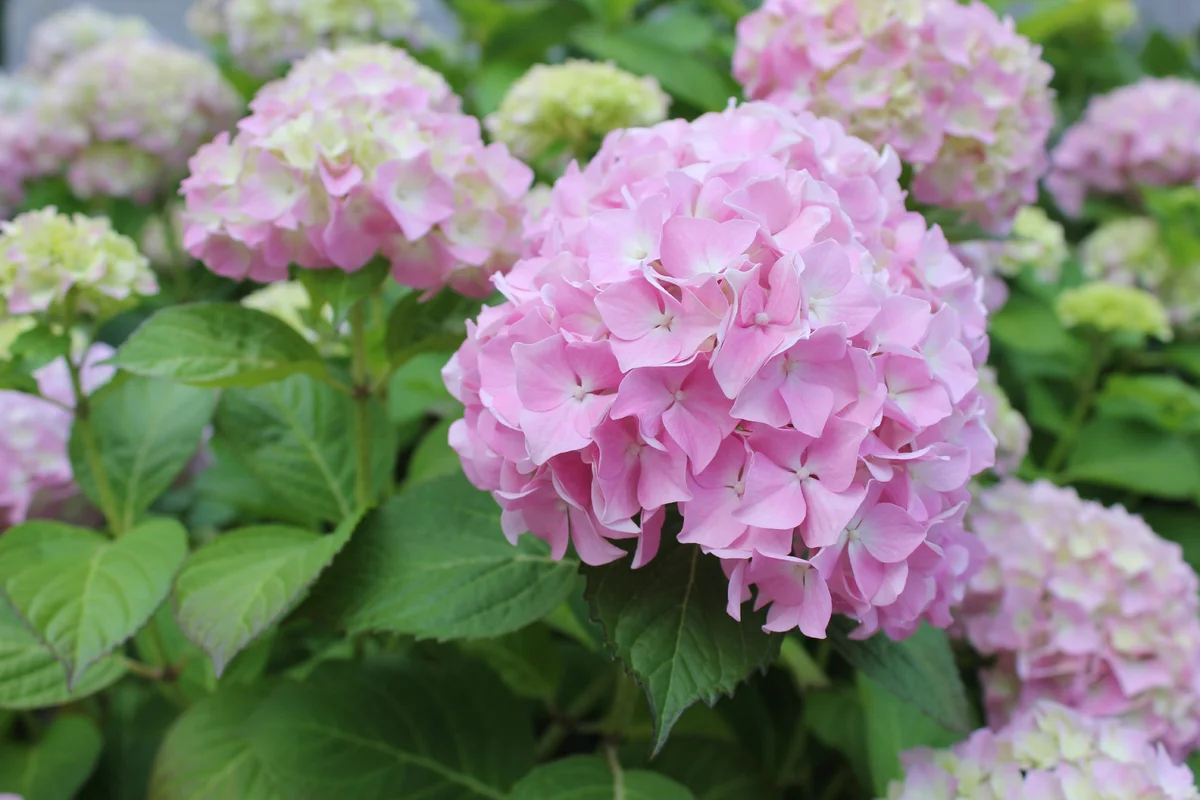 Превью изображения