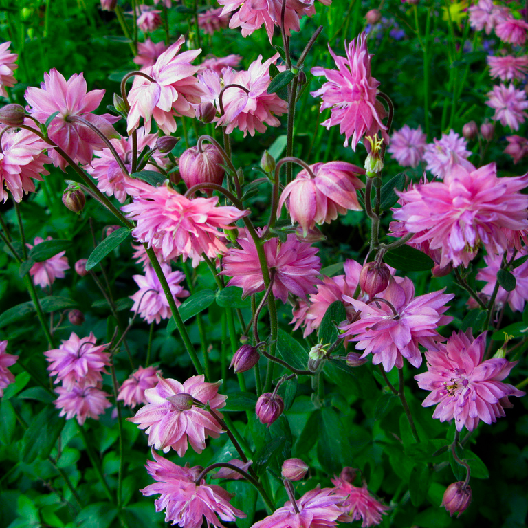 Превью изображения