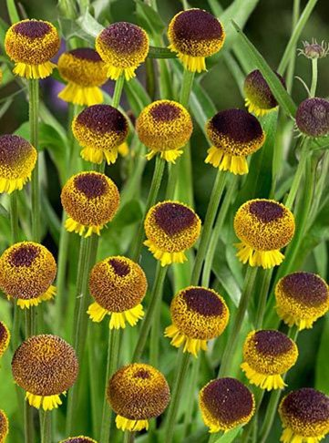 Превью изображения