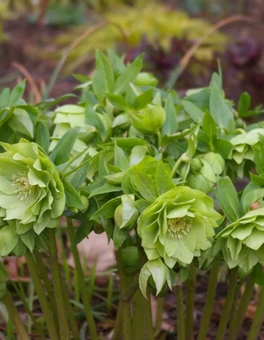 Превью изображения