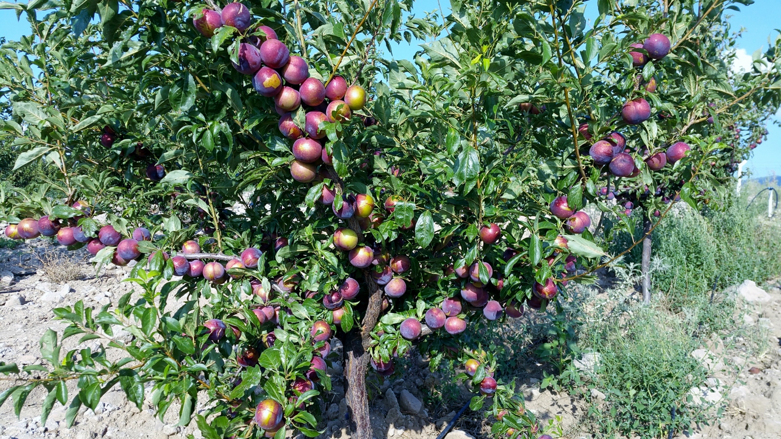 Превью изображения