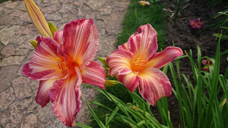 Превью изображения