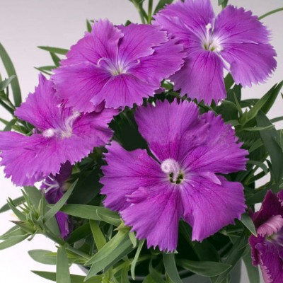 Превью изображения