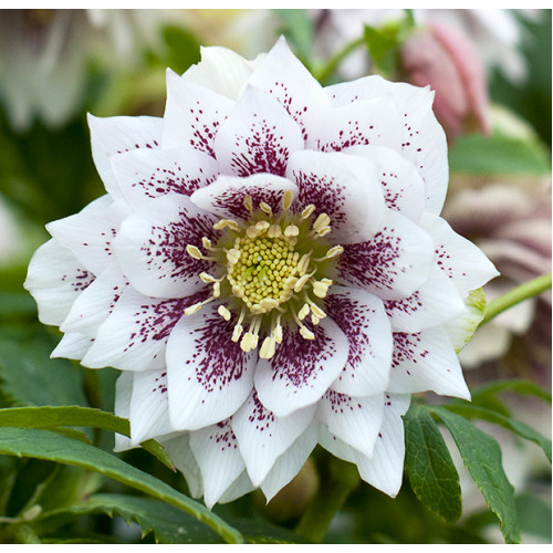 Превью изображения