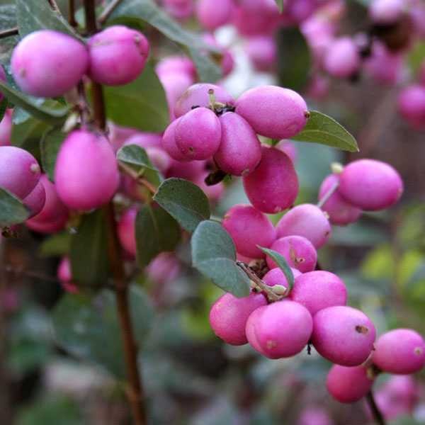 Превью изображения