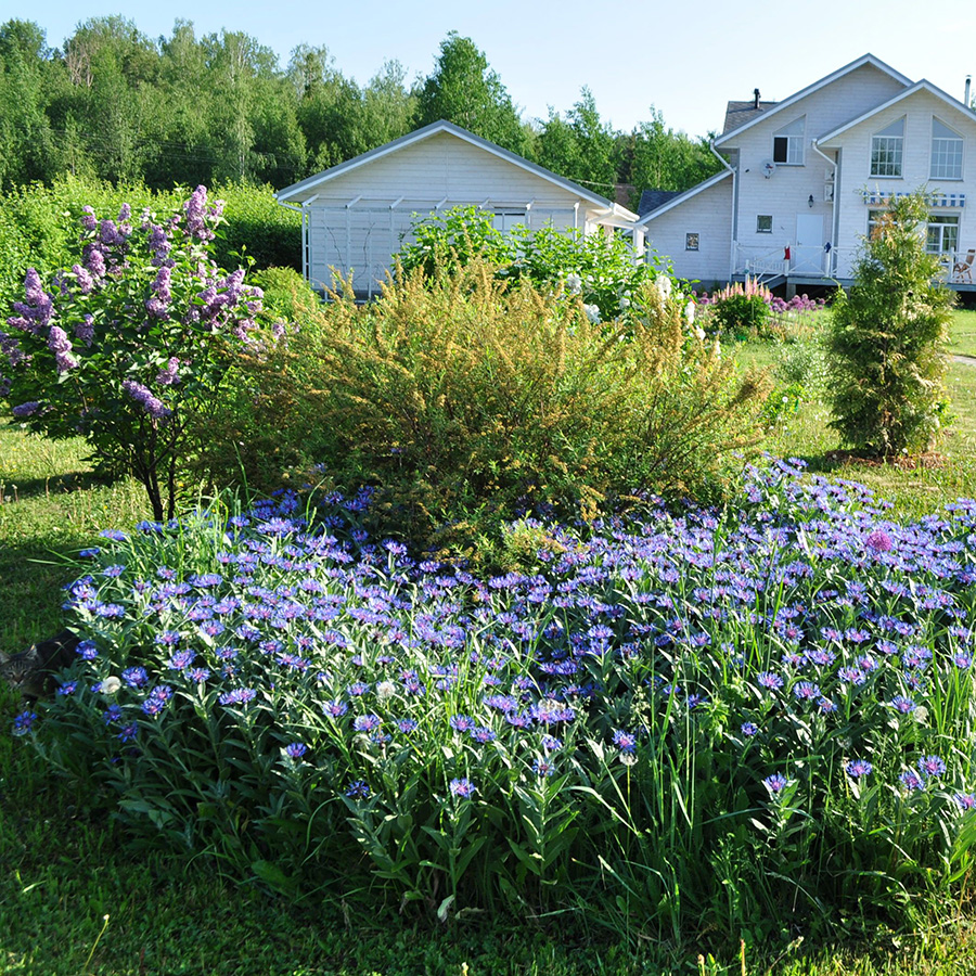 Превью изображения