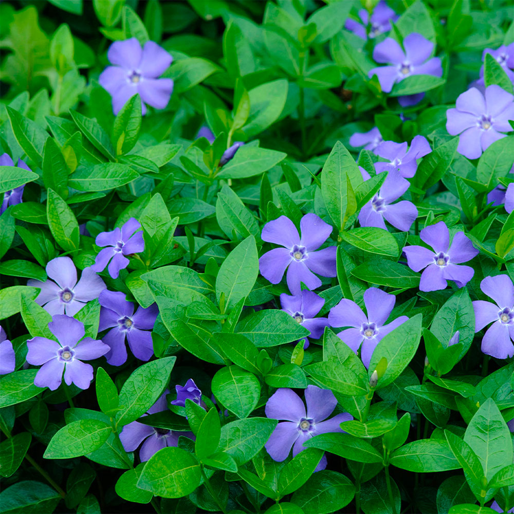 Превью изображения