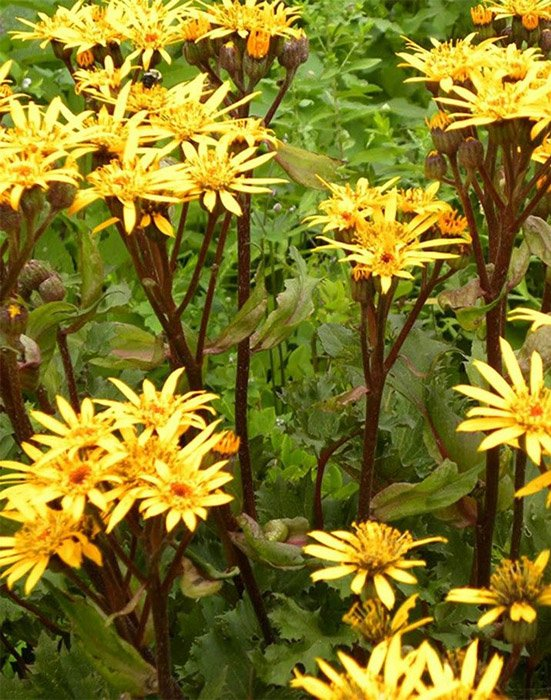 Превью изображения