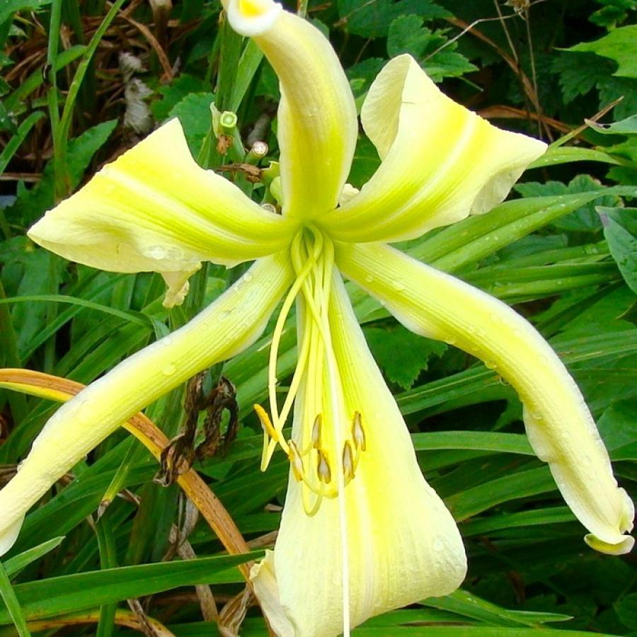 Превью изображения