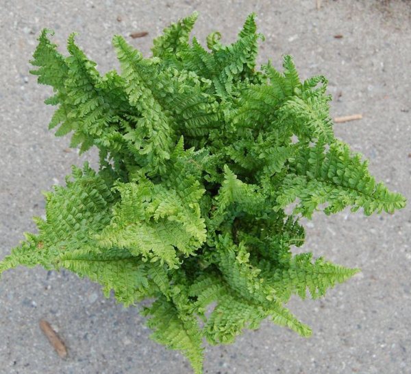 Превью изображения