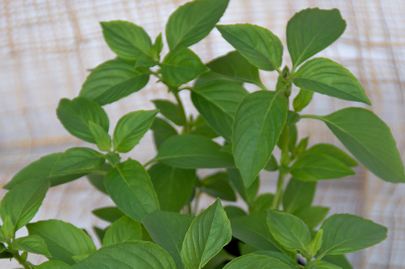 Превью изображения