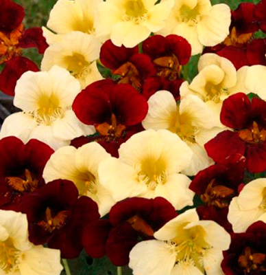 Превью изображения