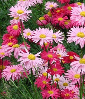 Превью изображения