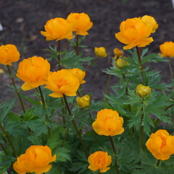 Превью изображения