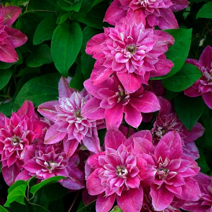 Превью изображения