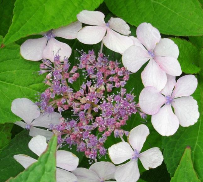 Превью изображения