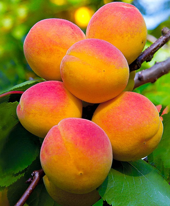 Превью изображения