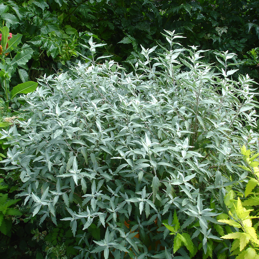 Превью изображения