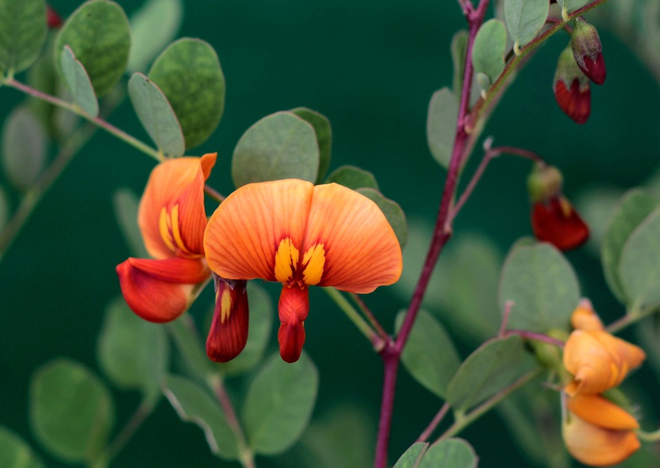 Превью изображения