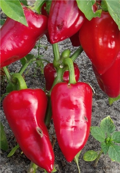 Превью изображения