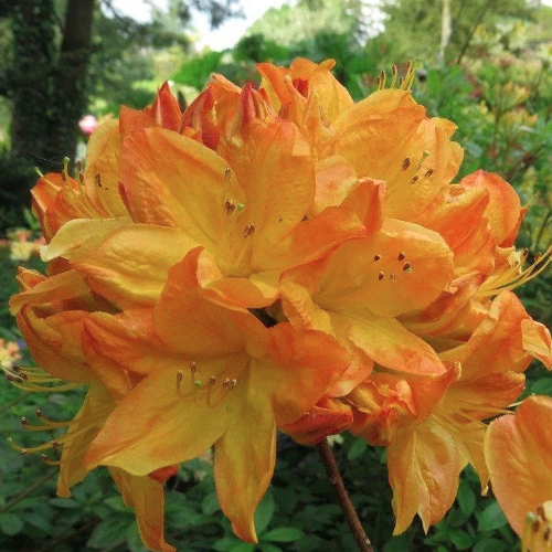 Превью изображения