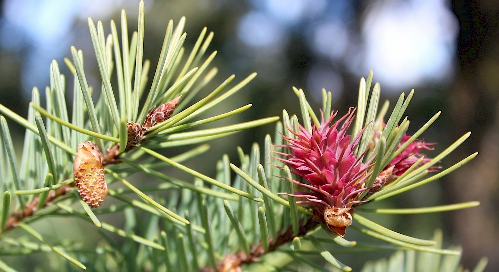 Превью изображения