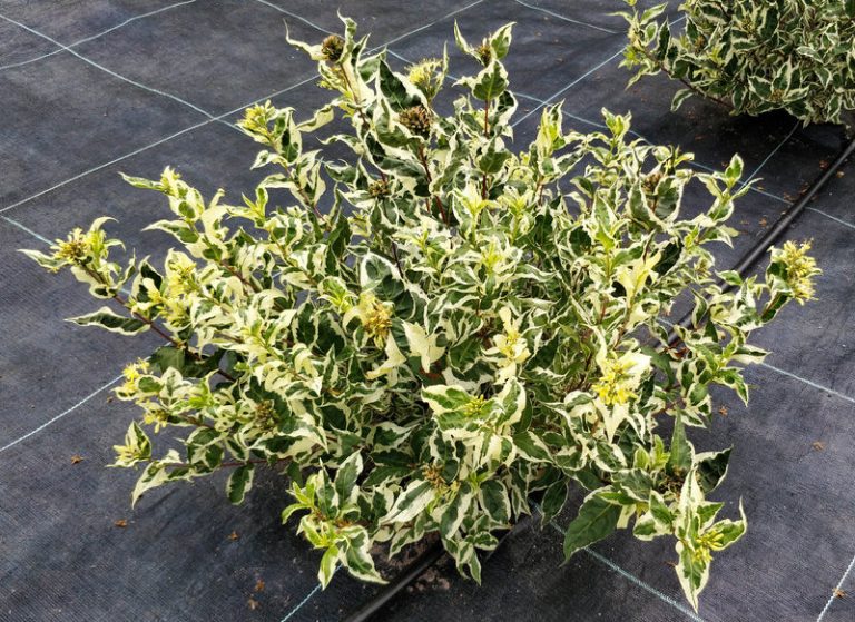 Превью изображения