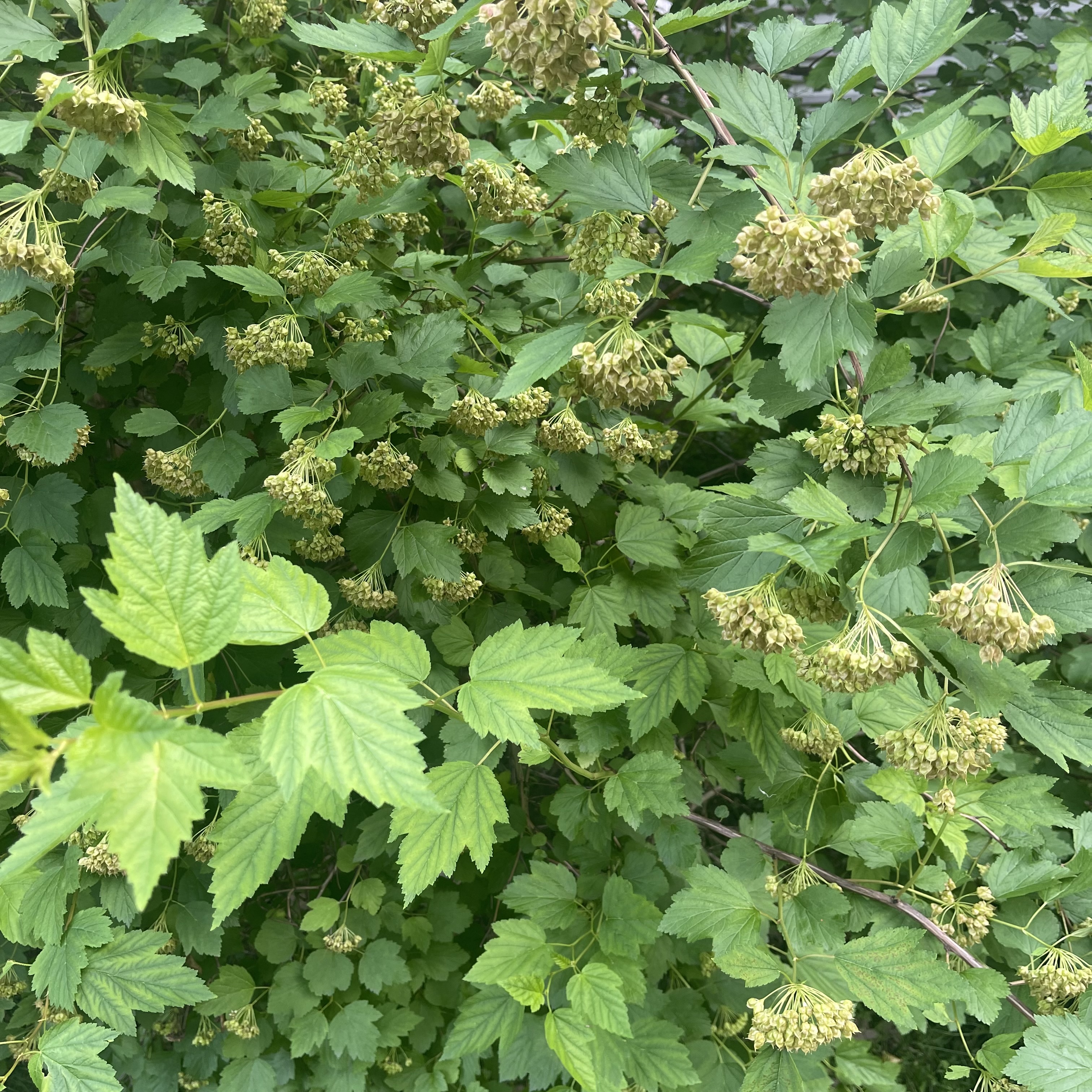 Превью изображения