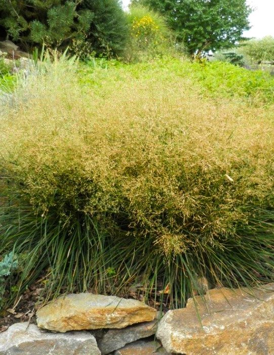 Превью изображения