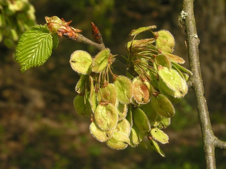 Превью изображения