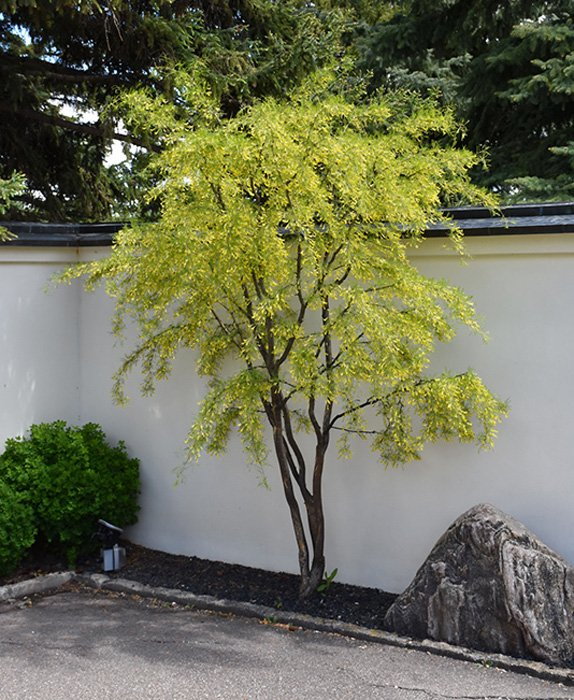 Превью изображения