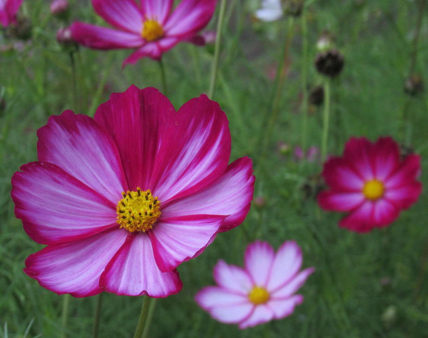 Превью изображения