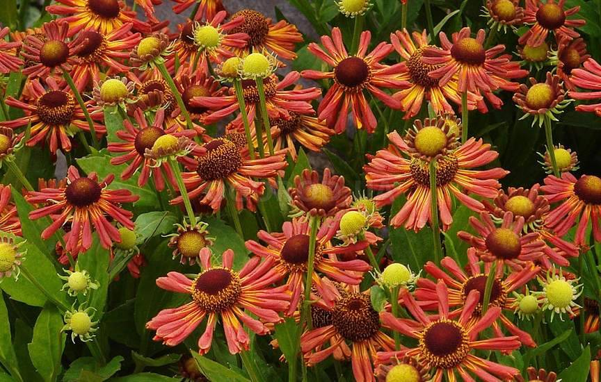 Превью изображения