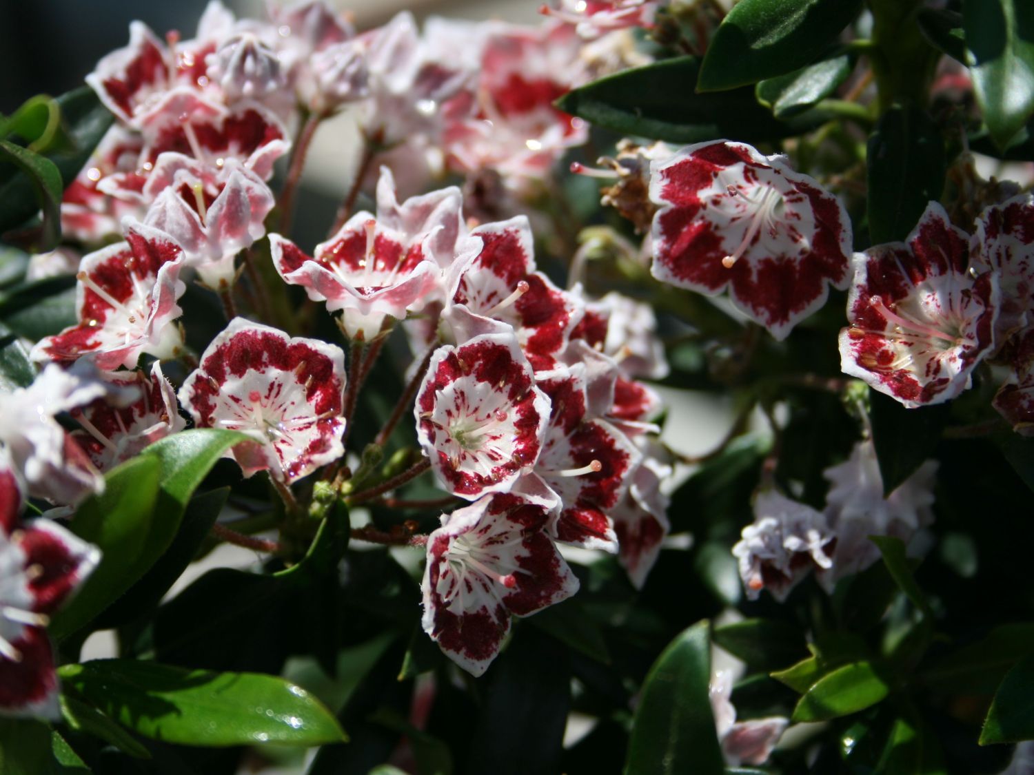 Превью изображения