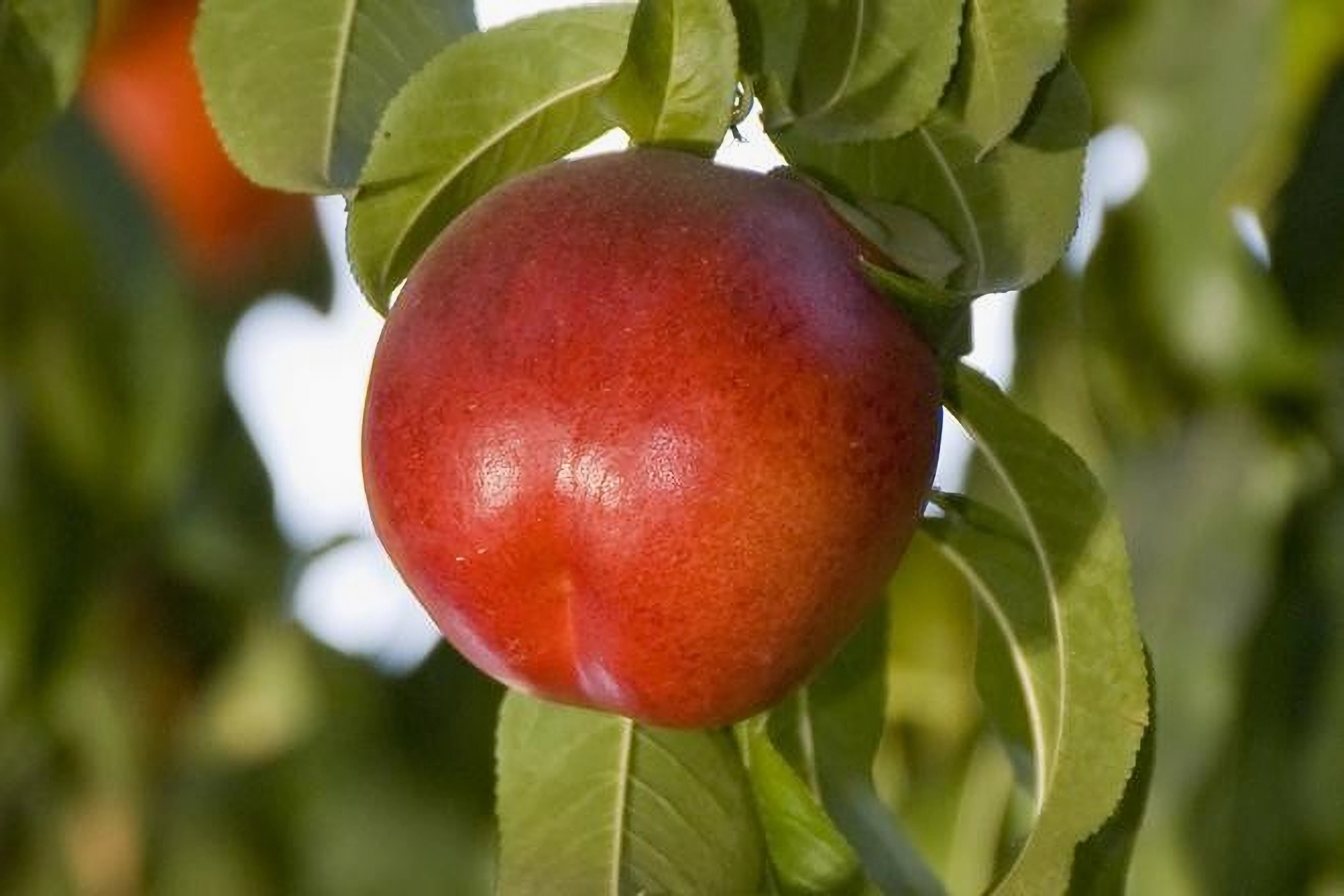 Превью изображения