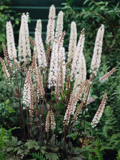 Превью изображения