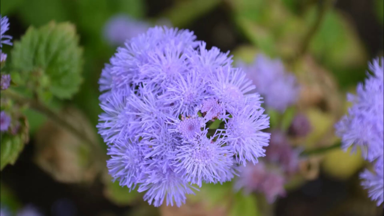 Превью изображения